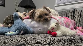 Rylie & Her Pals wish you all sweet dreams💤💝 #goodnight #yorkies #viralvideo #Rylie