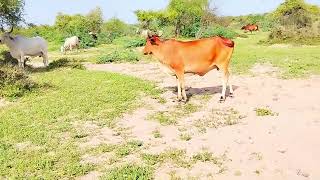 Black Bull Full Enjoying In Jangle || The Jungle is a Happy Place for This Black Bull || Cow video