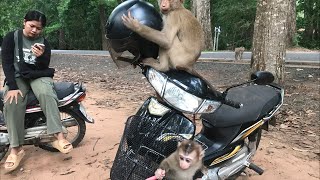 Amazing day baby monkey Ella met new friends monkeys living in the jungle