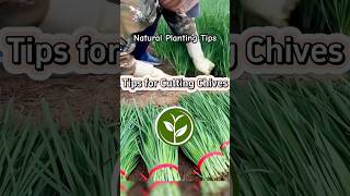 Tips for Cutting Chives and Tips for Vegetables #shortvideo #plants #youtubeshorts #viralvideo