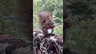 #белка #cute #squirrel #белки