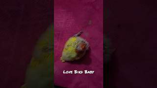 Love Bird pakhi Handfiding Ki vabe korate hoi