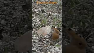 Eurasian hoopoe / Huppe fasciée #wildlife #spain #huppe #hoopoe