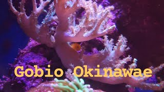 Pez Gobio Amarillo | Gobiodon Okinawae