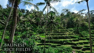 Inside Bali Rice Fields | Nature Ambience | Sounds of Crickets and Insects