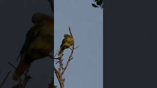 Orange breasted green pigeon #shorts