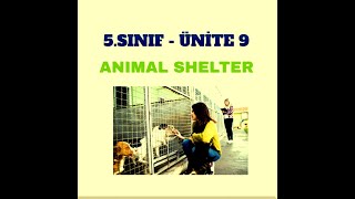 5. Sınıf  İngilizce  9. Ünite - Animal Shelter - 1. Bölüm