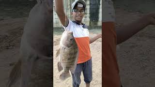 mid minar dam jumbo size talapia