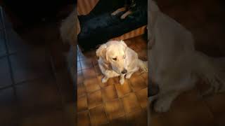 mhhh🥰😋 #shorts #goldenretriever #dog #love #video #animals #pet #cute #sweet