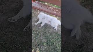 Опять этак кожаная пришла снимать свои Tik-tokи! #samoyed #прикол #смешно