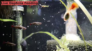 *LIVE FEEDING* Daphnia to My Fish and Expanding the Culture