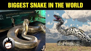 10 Biggest Snakes In The World