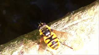 Naturbeobachtung Gemeine Dolden-Schwebfliege bzw. Totenkopf-Schwebfl.(Myathropa florea(L. 1758))