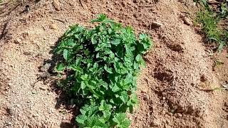 Horta dando fruto no fundo de casa