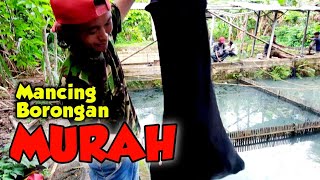 MANCING BORONGAN MURAH HASIL MELIMPAH 2021