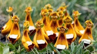 Top 10 Strange Looking Flowers in the World -2017