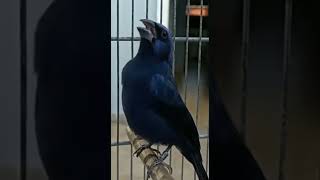 Azulao cantando muito pra foquear o seu.