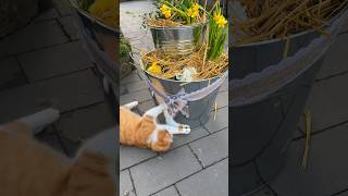 Kater-Kapriolen: Wenn das Pflanzvideo zum Katzenvideo wird! 🐈🌱 Produkt vom Kater getestet 🤪 Short