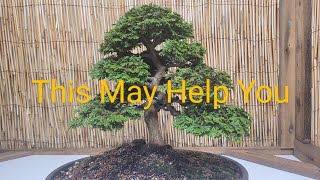 Hinoki cypress, 2 things that may help you.