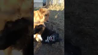 World dog wrestling federation.Pancake the Pyrenees masher ,vs Dumpling the Golden flipper .