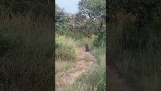 #viralvideo #jungle #junglesafari #safari #nationalpark #viralvideo #pench #ytshorts