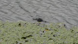 Platypus in the Wild - Atherton Tablelands