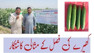 Progressive Farmer of Cucumber|Handsome earning from one acre|@imranhameedjoyia|