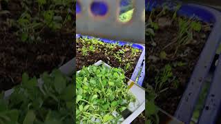 organic Methi Harvesting