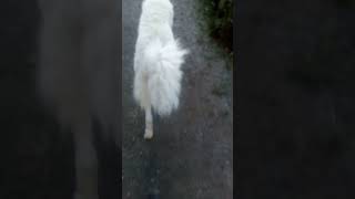 "Hetyke legény" járás Hunor😅  fehér bundás kuvasz módra "Saturday Night Fever Walk" 🐾