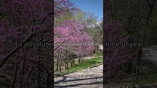 Eastern redbud tree