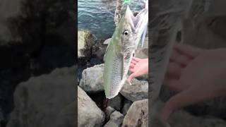 barracuda  Attack 😭 king 🐟👑 சீலா மீன் 🐟🎣 #trending #support #viral #tamil #shorts #viralvideo #big