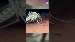 Malaria Mosquitoes,ಸೊಳ್ಳೆಯನ್ನೇ  ಮುಗಿಸುವ  ಸೊಳ್ಳೆ,#shorts