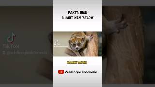 Fakta Unik! Slow Loris : Si Imut nan Selow - Part 1 #shorts #viral #hewan #faktaunik #fyp #binatang