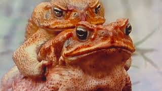 ALL ABOUT CANE TOADS!