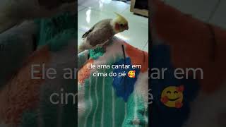 calopsita cantando em cima do pé #shorts #birds #aves #pássaros