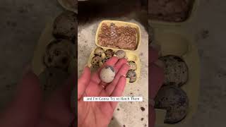 Hatching Quail Eggs from Amazon?!? #homestead #quail #quaileggs #chicks #eggfarming #amazon #reels