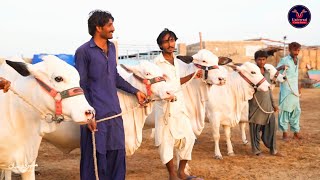 Full Video & Beautiful Collection - Universal Cattle Farm - Biggest Bulls in Pakistan