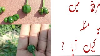 Chilli Fruit not become big|mirch ka fruit bra nhi ho raha hy|Not pollination in Chilli|@golden#hot|