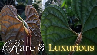 Luxurians | The Rarest Anthurium