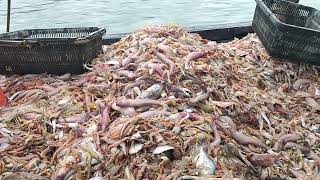 ikan lumi atau lumek dan juga udang kepiting hasil pukat tunda