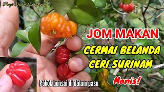 JOM MAKAN CERMAI BELANDA @ CERI SURINAM @ DEWANDARU @ Eugenia uniflora Linn | POKOK BONSAI