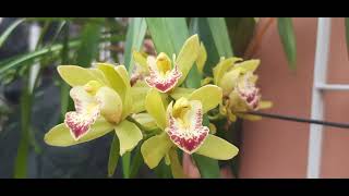 Orquídeas do jardim de casa