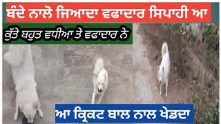 dog lover,bhut pyare dog, ਕੁੱਤੇ ਬਹੁਤ ਵਧੀਆ ਤੇ ਵਫਾਦਾਰ ਸਿਪਾਹੀ ਹੁੰਦਾ,dog lover