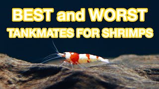 SHRIMP TANKMATES