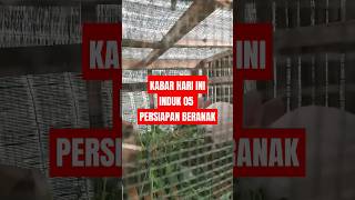 BERITA HARI INI| PERKEMBANGAN TERNAK KELINCI PEDAGING #hallohoby #kelinci #ternak