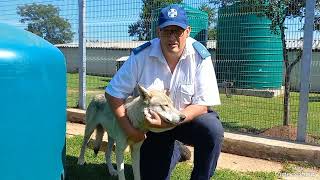 Canadian timber wolf recaptured