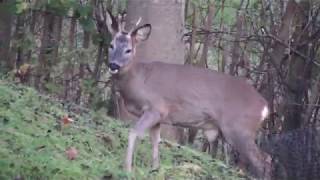 Deer-watching from back bedroom in Stroud.