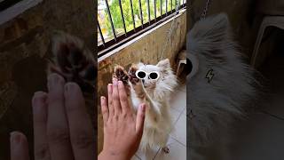 Cute dog #cutedogvideos #cutedogvideos #cutedogvideotiktokvideo #subscribetomychannel #viralshorts