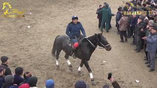 MIRSODIQ POLVON TOSHKENT XONOBODDAN MAXMUD XOJI AKANING SOʻYXAN LAQABLI TULPORIDA BEKABOD 27.01.24