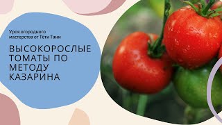 Высокорослые томаты без полива на улице. Все просто.